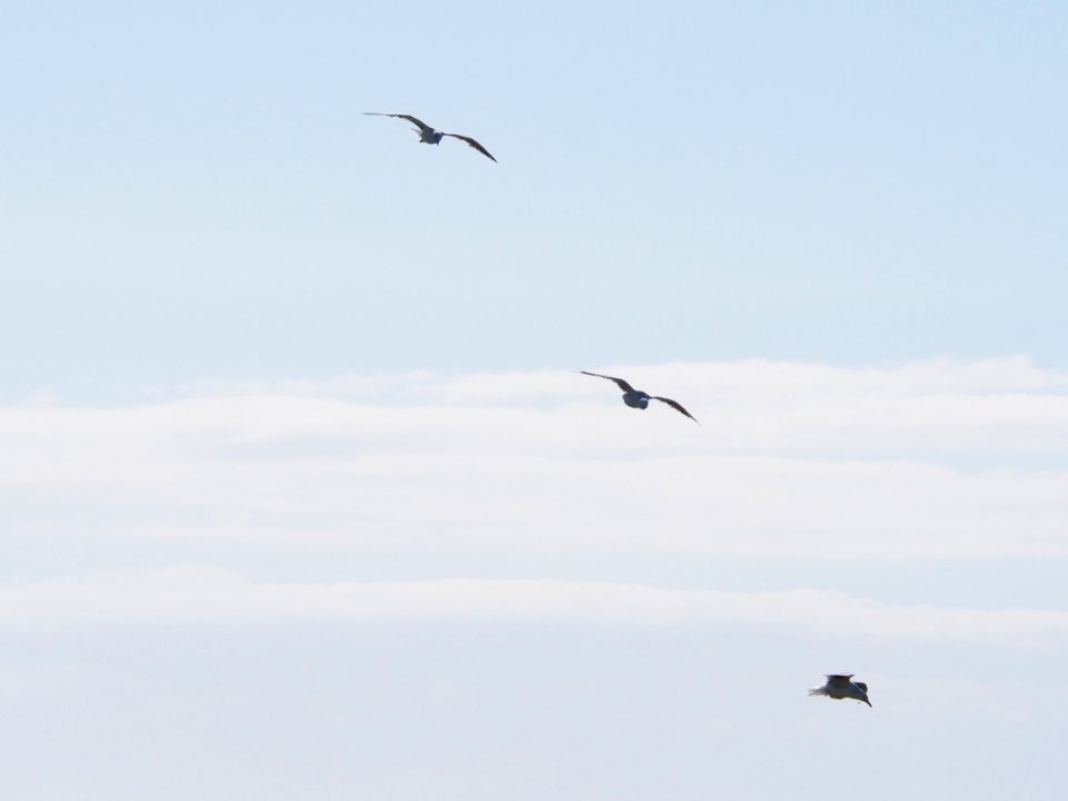 Three Birds Flying Under Blue Sky At Daytime