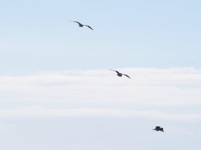 Three Birds Flying Under Blue Sky At Daytime photo