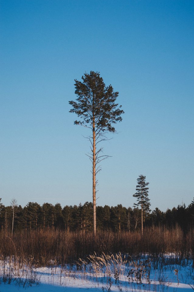 Landscape Photography Of Green Leaf Tree
