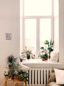 Photo Of Green Leaf Potted Plants On Window And Stand photo
