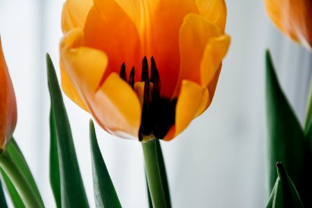 Shallow Focus Photography Of Yellow Flower