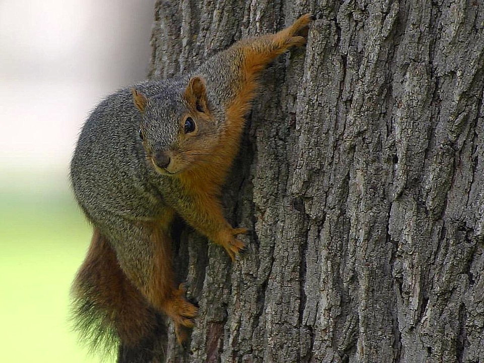 Fauna rodent cute