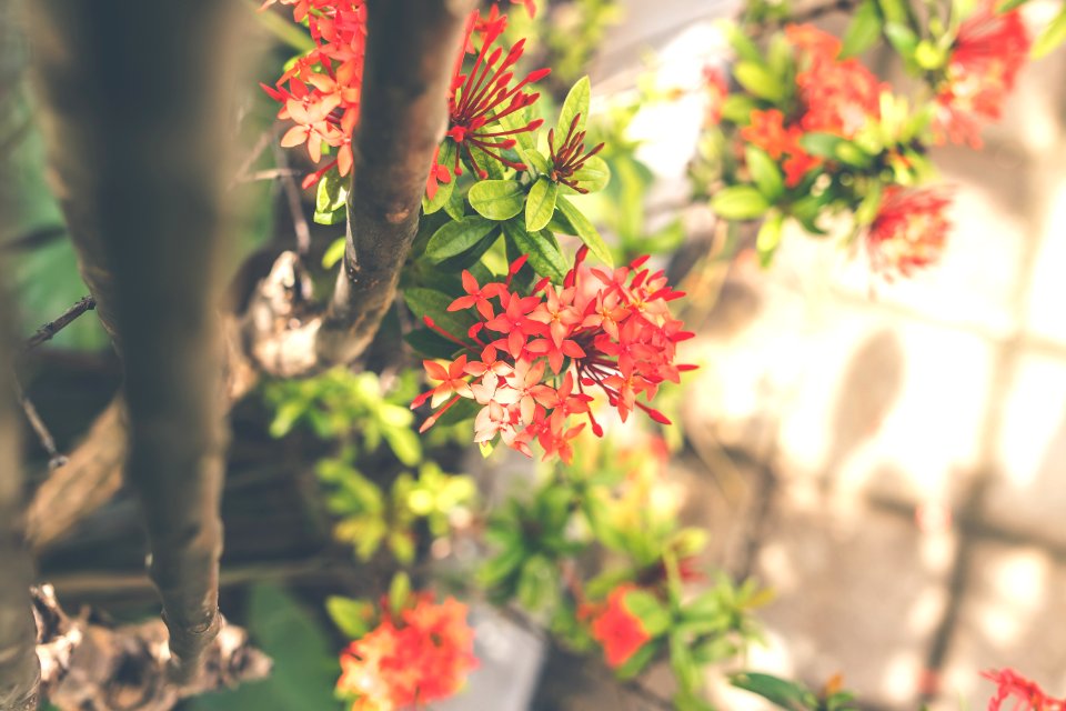 Red Cluster Flowers