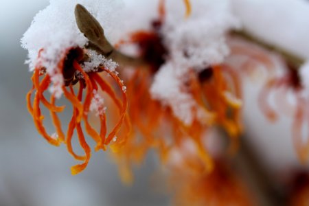 Close Up Macro Photography Freezing Winter