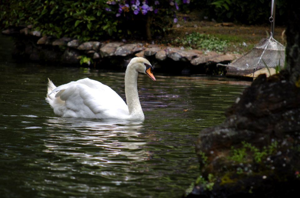 Bird Swan Waterway Water Bird