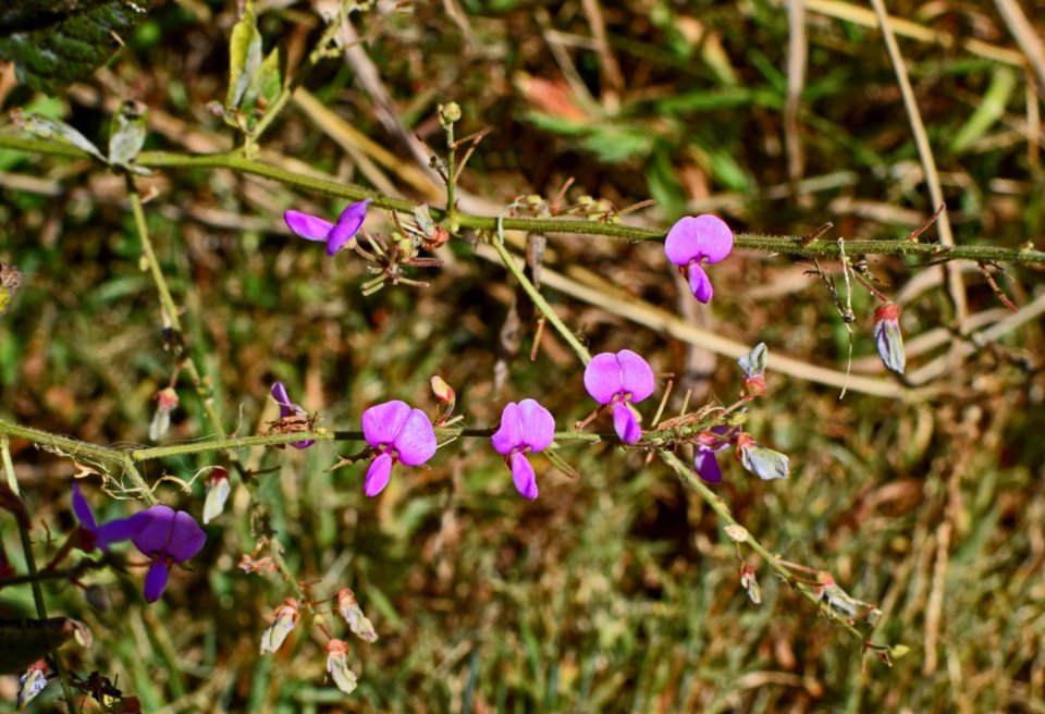 Plant Flora Flower Flowering Plant