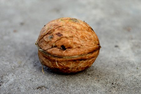 Tree Nuts Walnut Nut Nuts amp Seeds