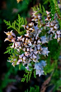 Flora Plant Tree Pine Family