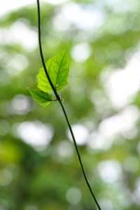 Leaf Branch Water Close Up photo