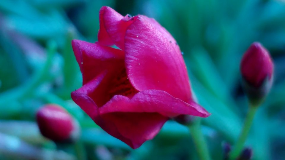 Flower Petal Close Up Plant photo