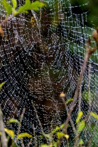 Spider Web Water Leaf Invertebrate