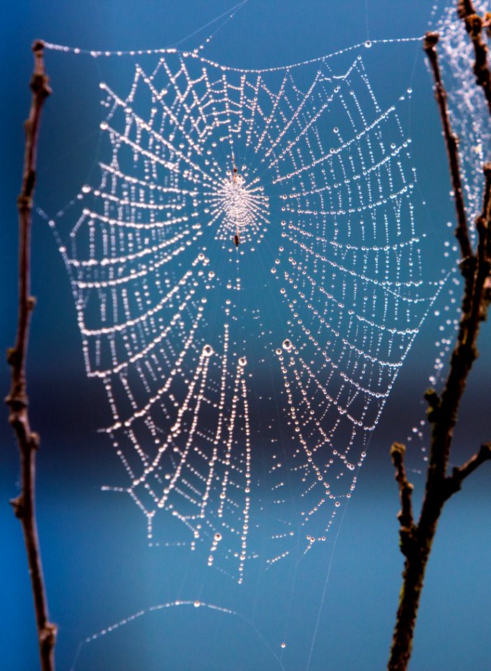 Spider Web Water Sky Atmosphere Of Earth