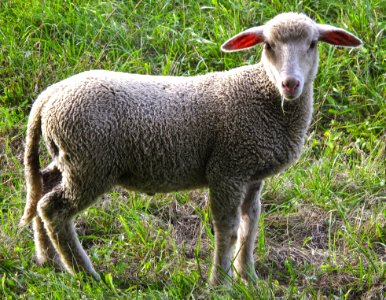 Sheep Grass Terrestrial Animal Cow Goat Family photo