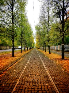 Tree Nature Leaf Path photo