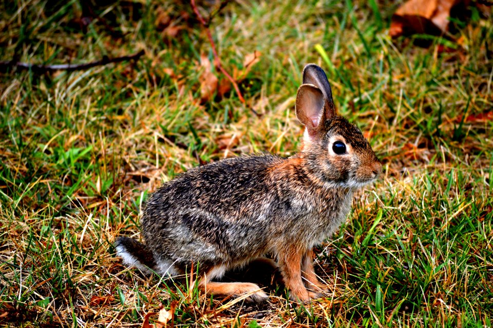 Fauna Mammal Wildlife Rabbit