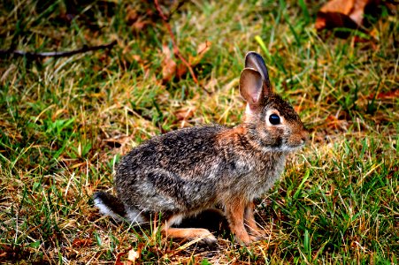 Fauna Mammal Wildlife Rabbit