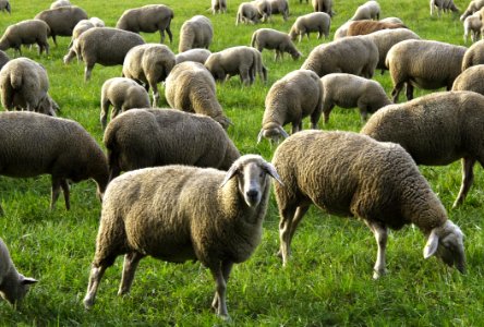 Herd Sheep Grazing Pasture photo