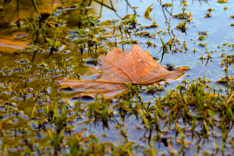 Leaf Water Reflection Autumn