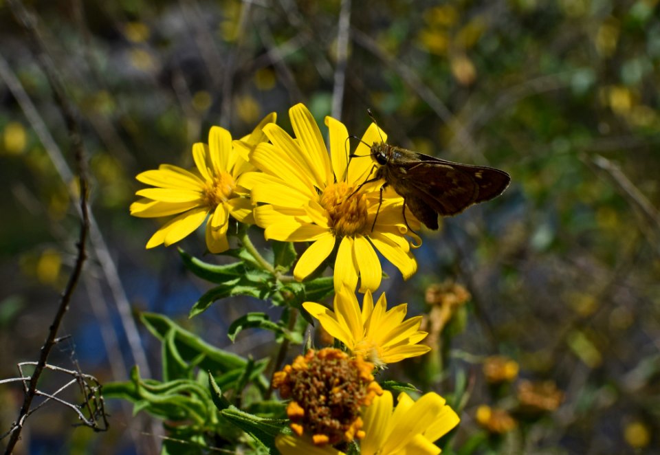 Flower Yellow Flora Nectar