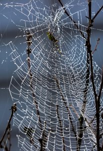 Spider Web Water Branch Tree photo