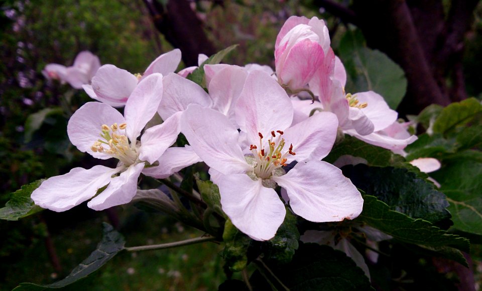Flower Plant Flora Blossom