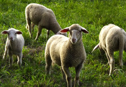 Sheep Pasture Grazing Grass photo