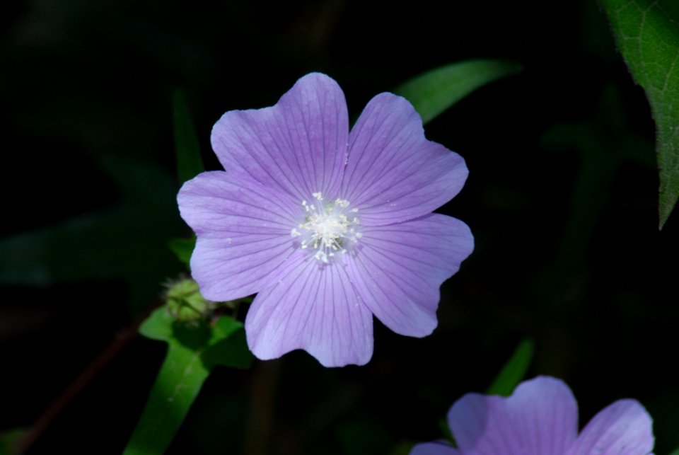 Flower Flora Plant Wildflower