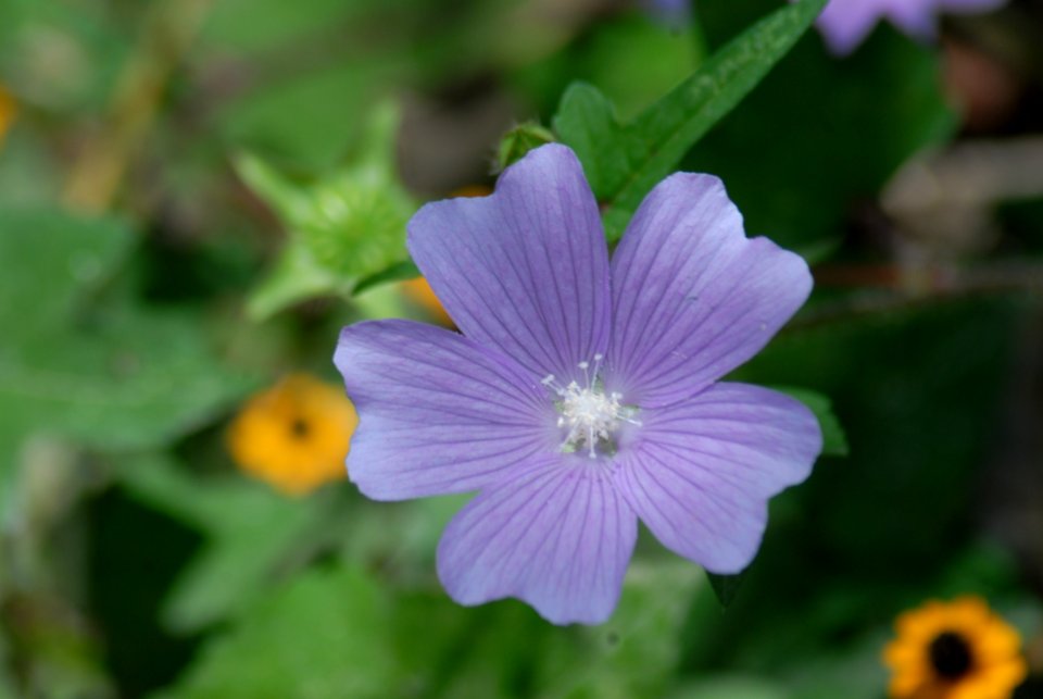 Flower Flora Plant Wildflower