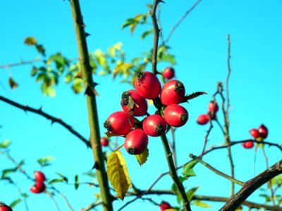 Rose Hip Fruit Berry Plant photo