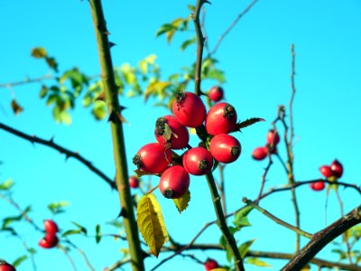 Rose Hip Fruit Berry Plant