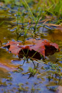 Leaf Water Reflection Vegetation photo