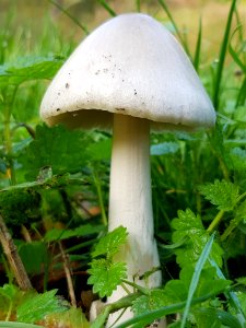 Mushroom Fungus Agaricaceae Edible Mushroom