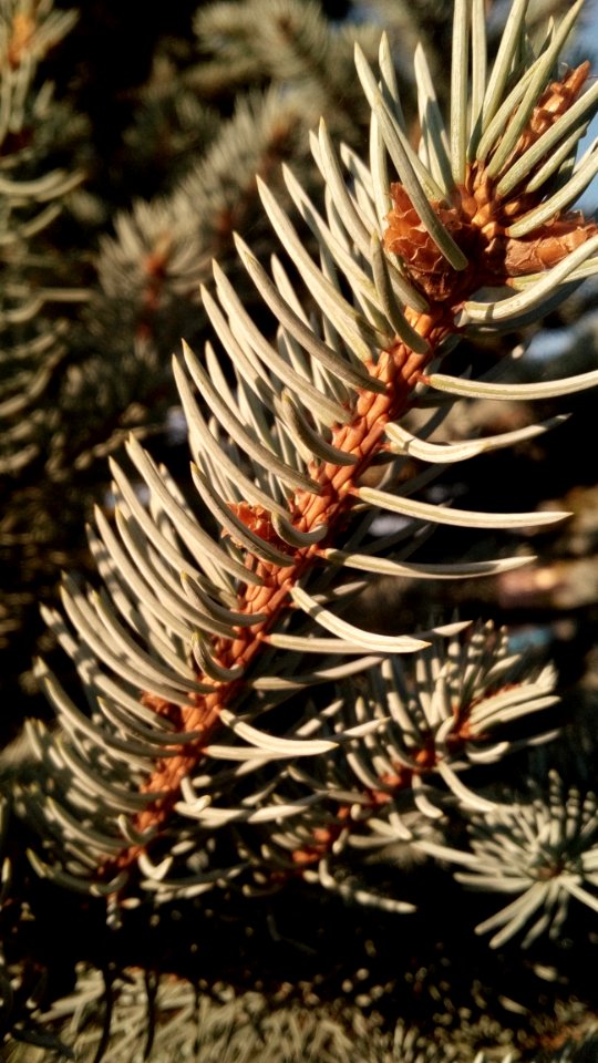 Branch Pine Family Spruce Close Up