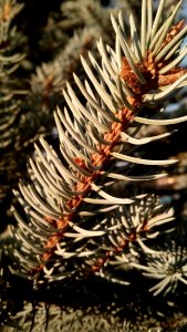 Branch Pine Family Spruce Close Up