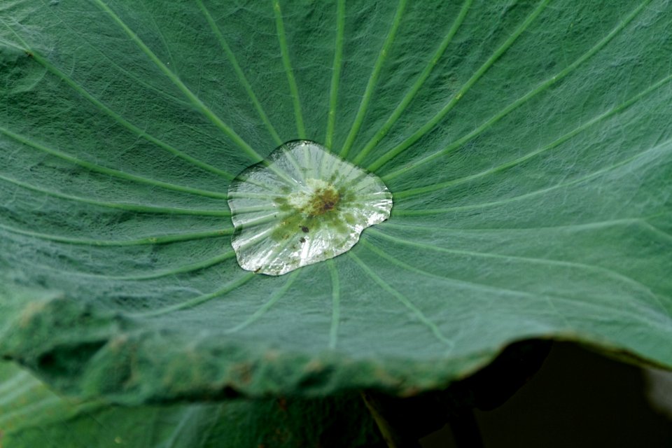 Leaf Green Water Plant