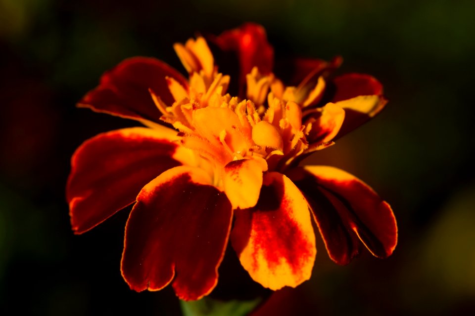Flower Flora Wildflower Petal