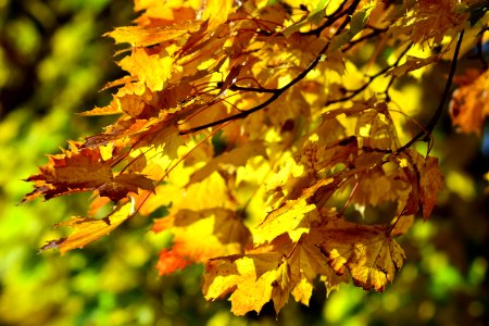 Leaf Yellow Autumn Deciduous photo