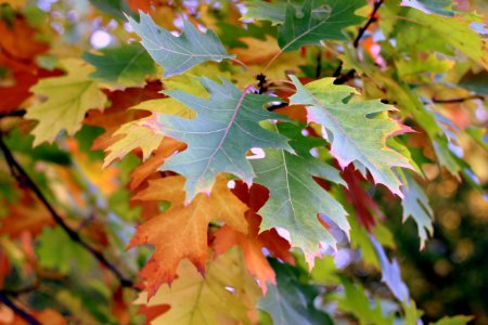Leaf Autumn Maple Leaf Tree photo