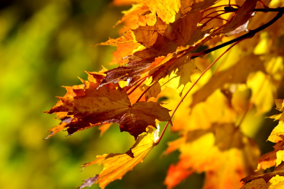 Leaf Yellow Autumn Deciduous