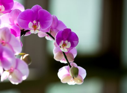 Flower Flowering Plant Pink Flora