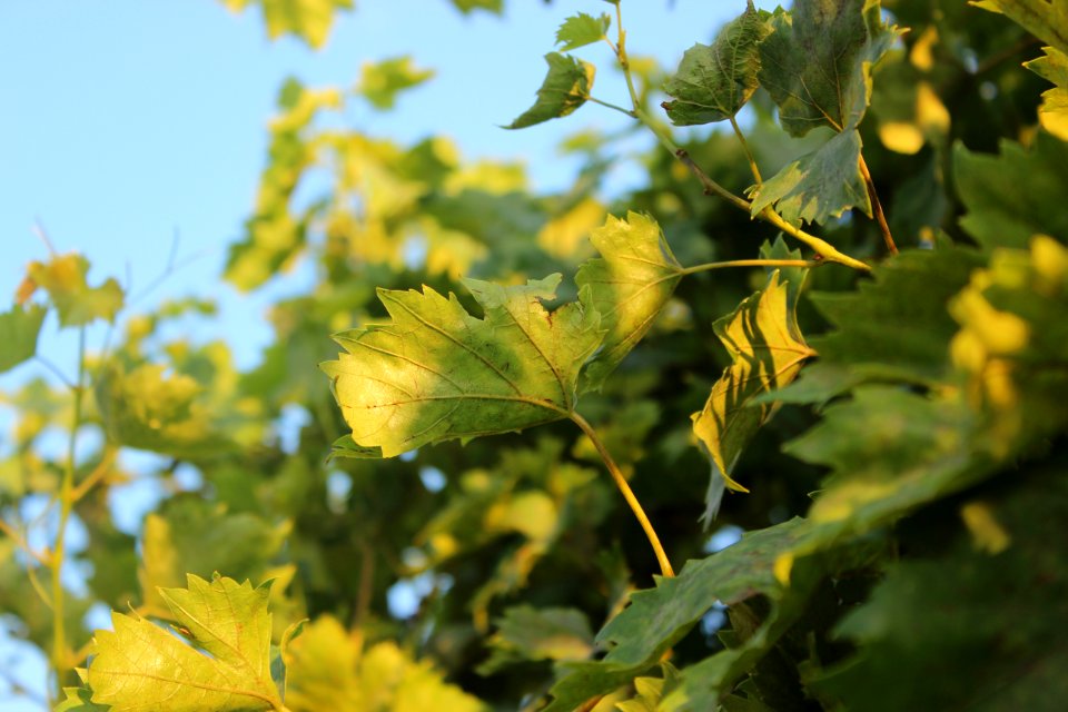 Leaf Vegetation Branch Tree