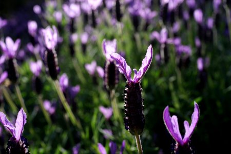 Plant Flower Lavender Flora