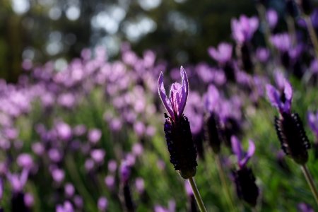 Flower Purple Plant Flora
