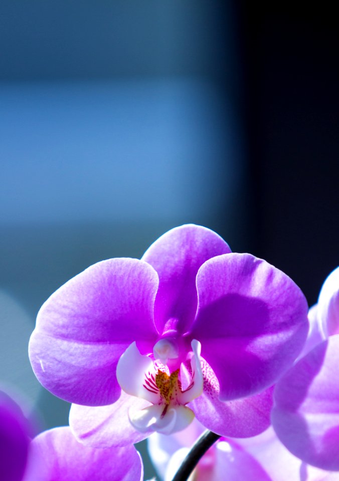 Flower Violet Purple Flora