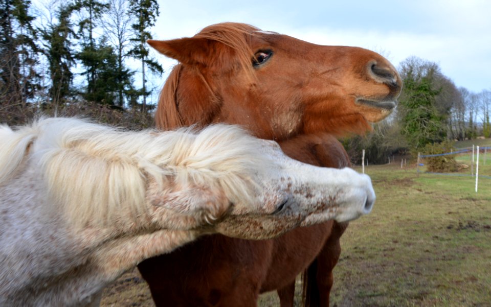 Horse Horse Like Mammal Mane Cattle Like Mammal