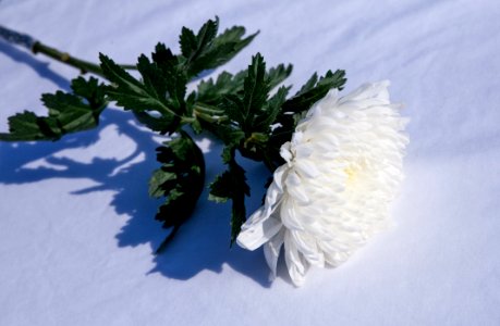 White Flower Cut Flowers Winter