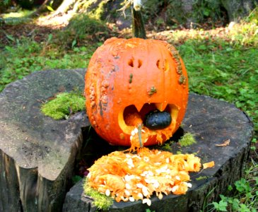 Pumpkin Calabaza Cucurbita Winter Squash
