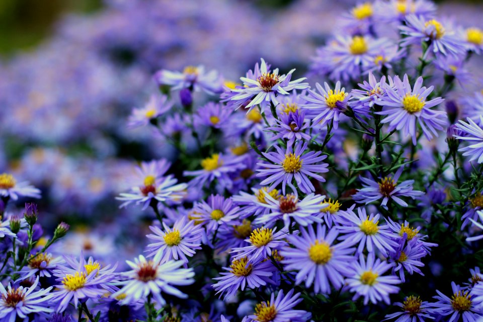 Flower Plant Aster Flowering Plant