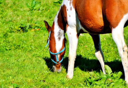 Horse Grazing Grass Pasture