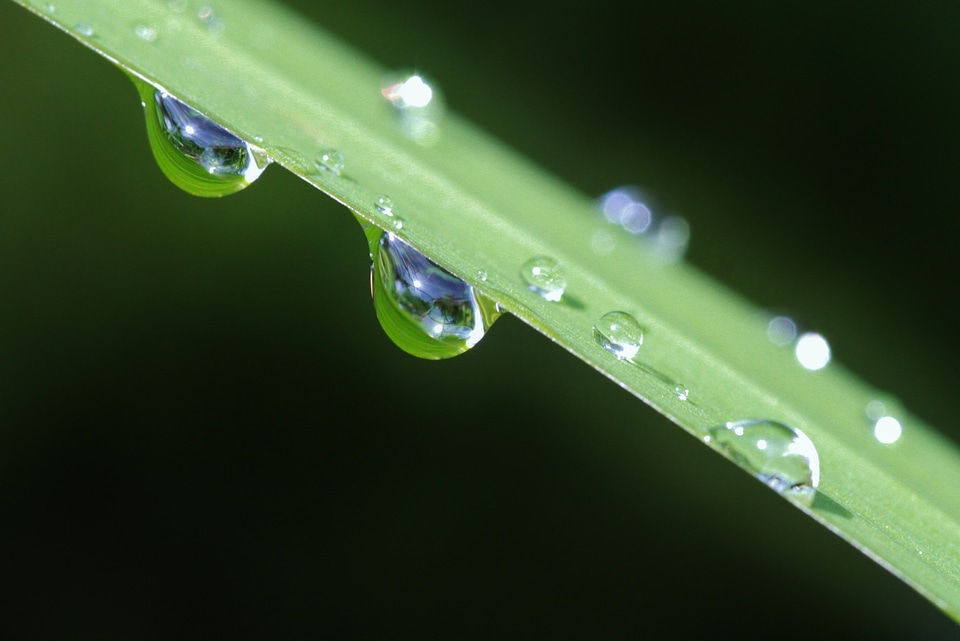 Drip water macro photo